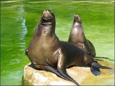 Qui est le plus grand chez les otaries ?