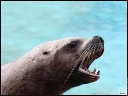 Quel est son genre ?