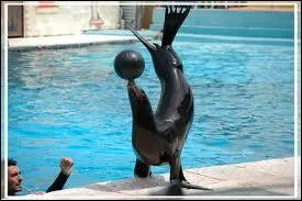 Quelle taille peut-elle avoir en longueur ? (à l'âge adulte)