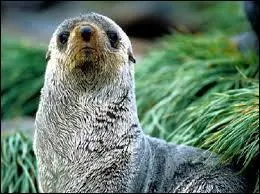 En moyenne, quelle peut être sa longévité ?