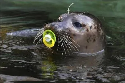 Pour la femelle, quelle est la durée de sa gestation ?