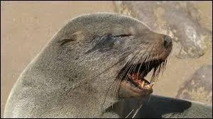 Quel est son prédateur ?