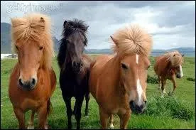 Quelle est cette race-ci ?