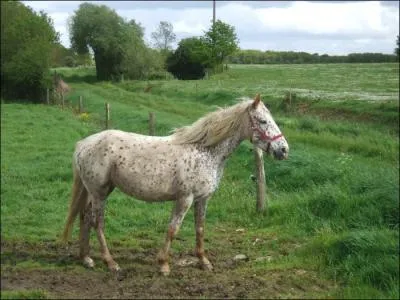 Quel est ce croisement ?