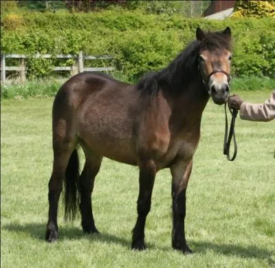 Quelle est cette race de poney britannique ?