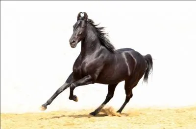 Quelle est cette race ?