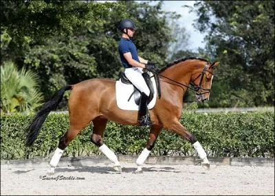 Quelle est cette race qui excelle en dressage ?