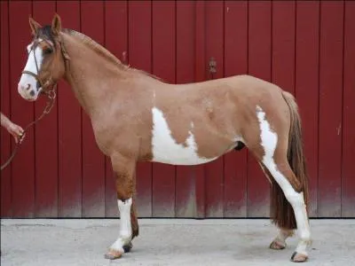 Quelle est cette race ?