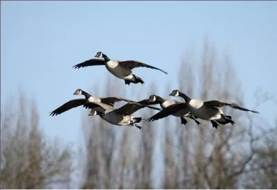 Il a d'abord brûlé les planches avant de s'envoyer en l'air avec des oies.
