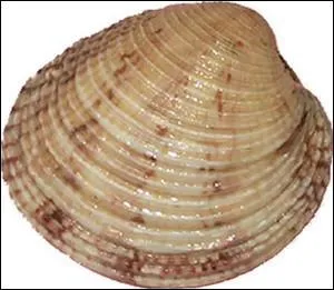 Quelle lettre faut-il doubler au mot « paire » pour côtoyer les fonds côtiers sablonneux ?