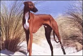 Dans la famille des lévriers, je demande ce chien très typé, suprêmement élégant, à la robe sable ou brune.