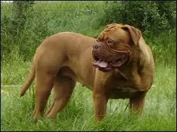 Je veux le ridé, à la tête volumineuse et trapézoïdale.