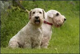 Dans la famille des terriers, donnez-moi le beau ----, adorable chien de compagnie.