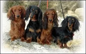 Dans la famille des --------- je demande le sujet standard.