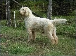 Je demande le griffon portant son fouet comme une lame de sabre.