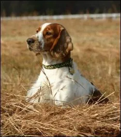 Je demande le fidèle et loyal ------, à la belle robe rouge vif et blanc.