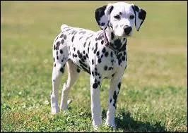 Dans la famille des chiens d'agrément, je demande le dalmatien, autrefois appelé ---------, et pourtant quel aristo !