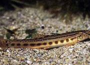 Quiz Poissons d'eau douce