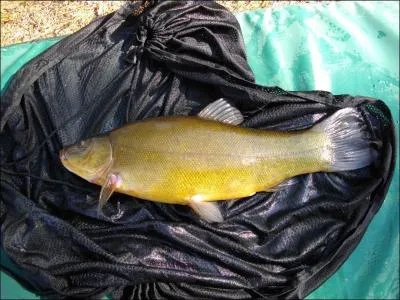 Ici, nous avons pêché :