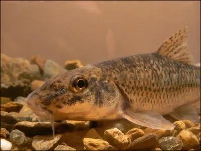 Ce petit poisson est délicieux en friture, c'est bien entendu :