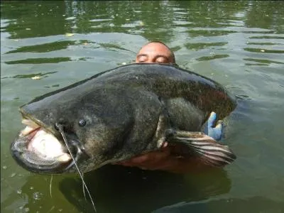 Pour terminer ce quizz, voici le géant de nos cours d'eau, il s'agit bien entendu :