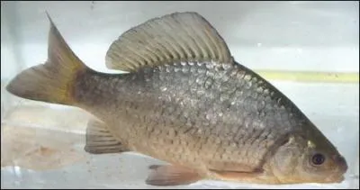 Et ce poisson est bien sûr :