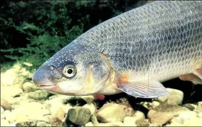 Cette fois nous avons bien reconnu :