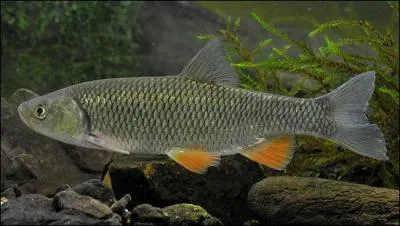 Ce poisson ne se rencontre pas dans le Nord-Pas-de-Calais, le Finistère et la Corse, c'est bien entendu :