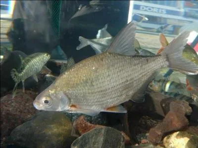 Et ce poisson est sans le moindre doute :