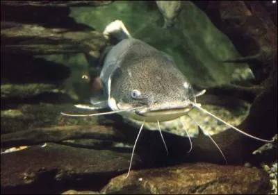 Cette fois, cela ne fait pas de doute, c'est un :