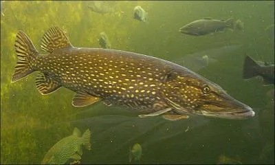 Ce poisson très recherché est un carnassier, c'est le :