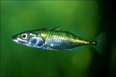 Cadeau, vous avez bien sûr tous reconnu :