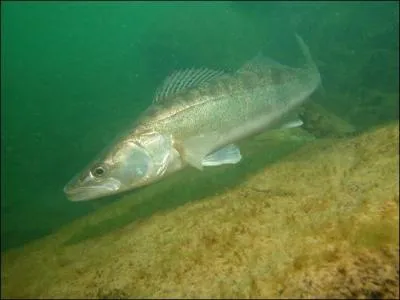Encore un habitant de nos rivières très apprécié pour ses qualités gustatives, c'est évidement :