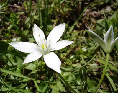 &laquo; La dame d'onze heures &raquo; est une petite plante printani&egrave;re &agrave; fleurs blanches. Comment est-elle nomm&eacute;e &eacute;galement ?