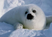 Quiz 'Qui est-ce' chez les animaux de l'Antarctique