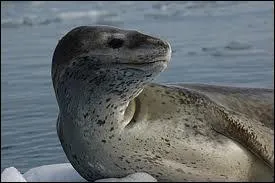 Quel est cet animal ?