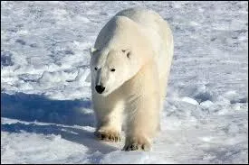 Quel est cet animal ?