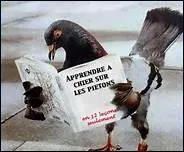 Ce pigeon est en train de lire, mais quel est le titre de son journal ? (Agrandissez l'image)