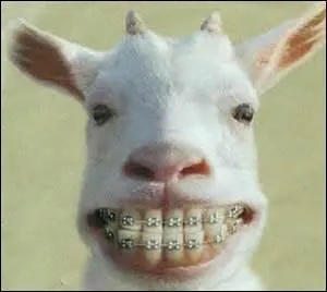 Cet animal connaît le dentiste, j'ai envie de dire : "Quel beau sourire". Comment s'appelle cet animal ?