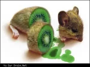 Vous allez adorer le kiwi, je n'en doute pas. Sur cette image, je peux voir de mes propres yeux :