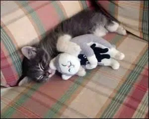 Pour cette dernière question, combien voyez-vous de chatons ou de chats ?