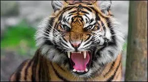 Histoire d'onomatopées.
Est-ce vous qui rugissez de colère ou le moteur de votre véhicule ?