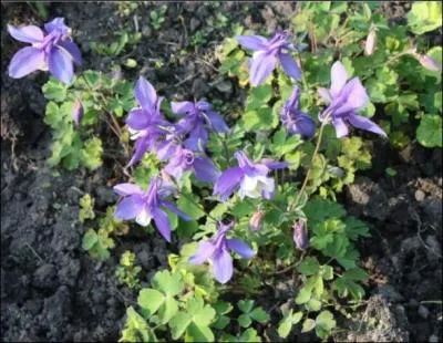 Histoire sans paroles.
La très jolie ancolie pense : - « Je suis fou (folle) de vous". »
 Que veut dire le colchique ?