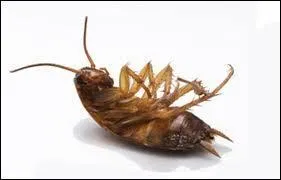 De l'influence de la météo sur le moral.
Quand les insectes nous envahissent.
 Nous n'avons pas eu de chance en vacances. Il n'a fait beau que quelques jours d'affilée. Il y a de quoi -------.