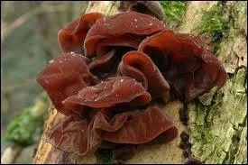 Gastronomie.
C'est la période des champignons. Ceux-ci sont des comestibles utilisés crus, en salade, dans les sauces auxquelles ils donnent une onctuosité particulière. On les appelle champignons noirs dans la cuisine chinoise.