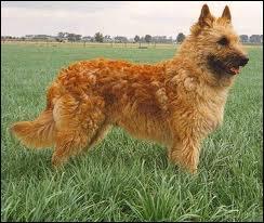De quelle ancienne ville belge ce chien porte-t-il le nom ?