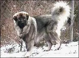 O se trouvent les montagnes qui ont donn le nom de Sarplaninac  ce berger ?