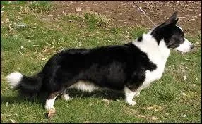 Voil le Welsh Corgi Cardigan. Quelle est l'origine de son nom ?