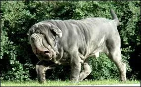 Il fut utilis comme chien de combat, de guerre, mais il est trs aimable et peut vous tenir compagnie /en ---.