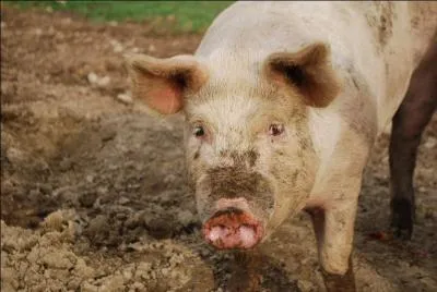 Il nourrit une clientèle peu fine.